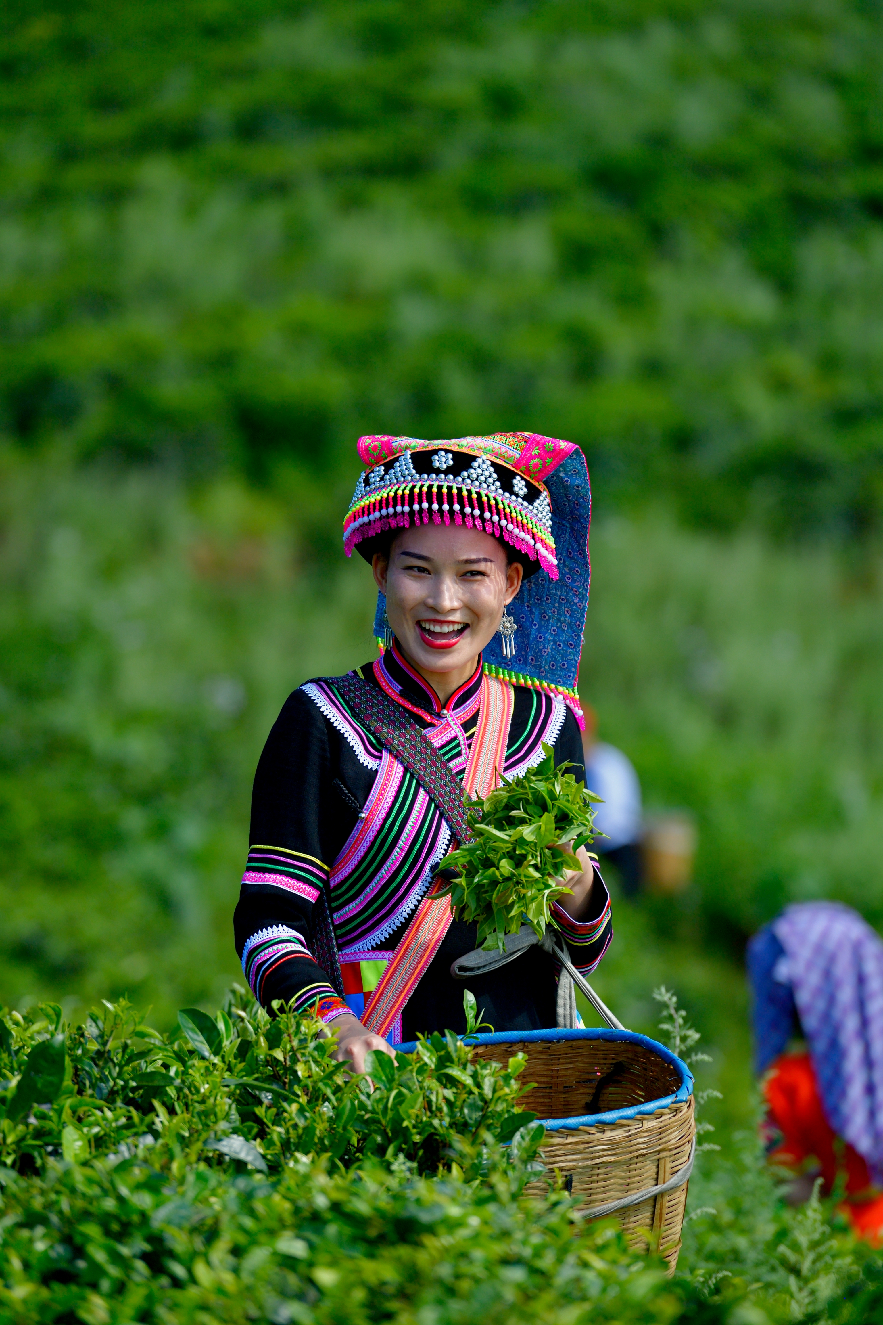 乡村四时好风光‖琼英古洞：西南边陲的那抹古茶净土（上）