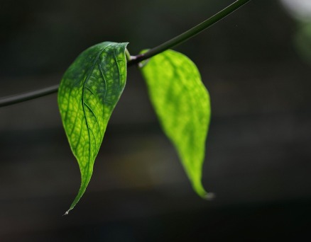 风中的树叶(组诗)——吉小吉