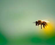 找回那种叫蜜的东西(组诗)——徐俊国