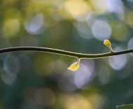 让我接受平庸的生活——格式诗十首