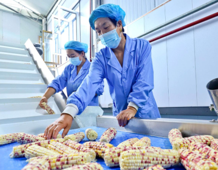 张宁：发展农村集体经济需要注意的关键性问题