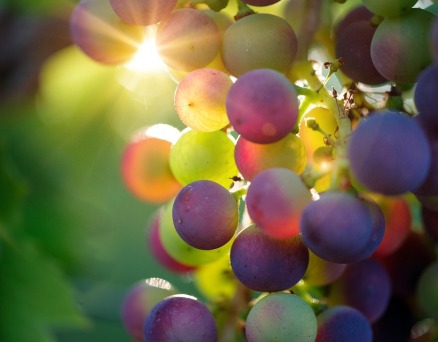 阳光玫瑰(组诗)——王一萍