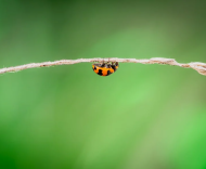 從冬天跋涉而來——項麗敏詩十首