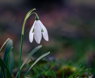 心靈獨(dú)語——魯鳴詩十首