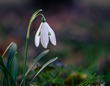 心灵独语——鲁鸣诗十首