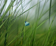 草木情(组诗)——孙梧