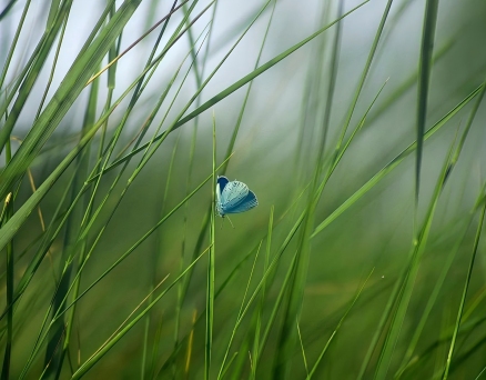 草木情(組詩)——孫梧