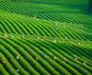 品茶香、享春假、看球赛 慢城宜兴邀您共赴春日之约