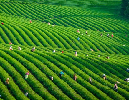 品茶香、享春假、看球赛 慢城宜兴邀您共赴春日之约