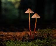 无言——惠永臣诗十一首