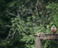 我的鴿子不知流浪到了何方?——王珂移情詩十五首