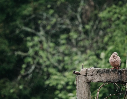 我的鴿子不知流浪到了何方?——王珂移情詩十五首